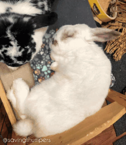 Rabbit Bunny GIF - Rabbit Bunny Rabbit Sleeping GIFs