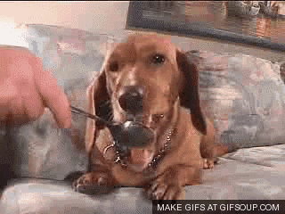 a dachshund is laying on a couch eating from a spoon