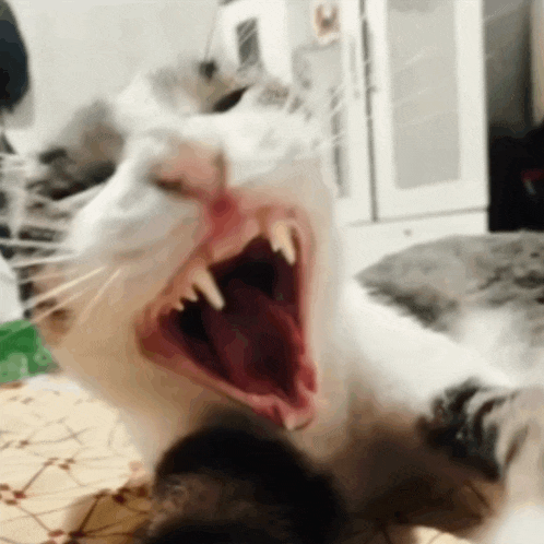 a close up of a cat with its mouth wide open