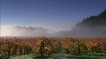 Fog Vineyard GIF - Fog Vineyard GIFs