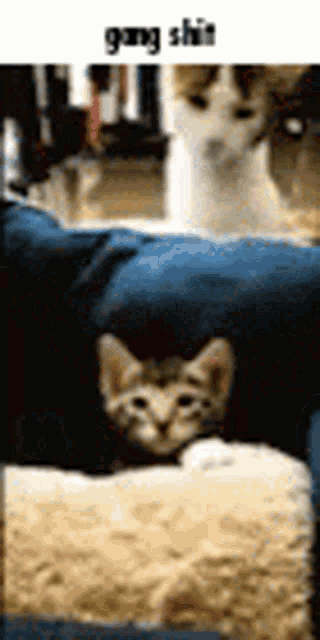 two cats are sitting on a couch and one of them is looking at the camera .