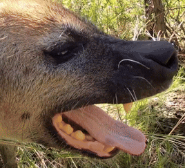 a close up of a hyena 's mouth with its tongue hanging out