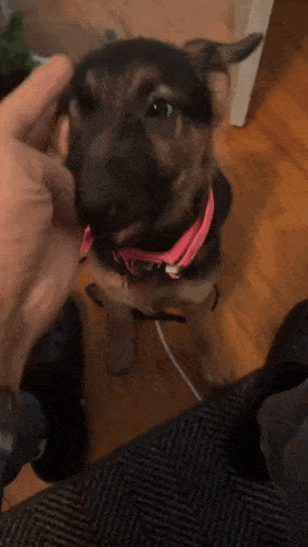 a small dog wearing a pink collar is being petted by a person