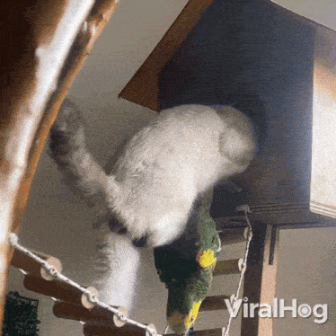 Cat Steals Bird House Viralhog GIF - Cat Steals Bird House Bird Cat GIFs