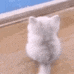 a white kitten is sitting on a wooden floor and looking at the camera .