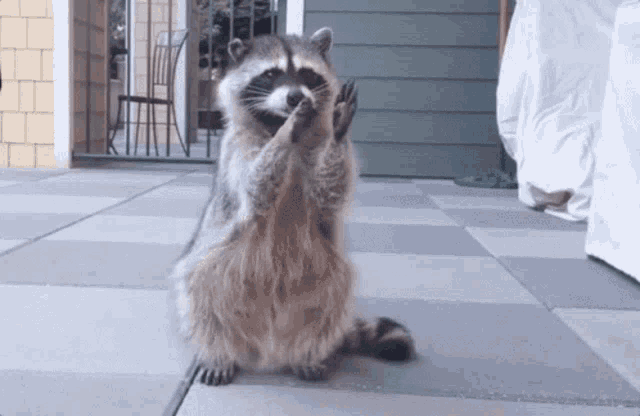 a raccoon is standing on its hind legs on a patio and waving at the camera .