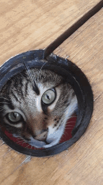 a cat looking out of a hole in a wooden floor