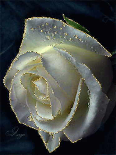 White57 White Rose GIF - White57 White Rose Rosewh57 GIFs