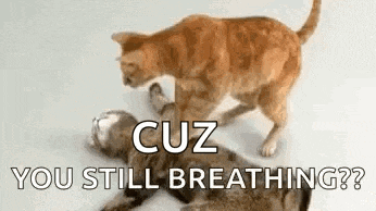 two cats are fighting each other and one of them is laying on the ground .