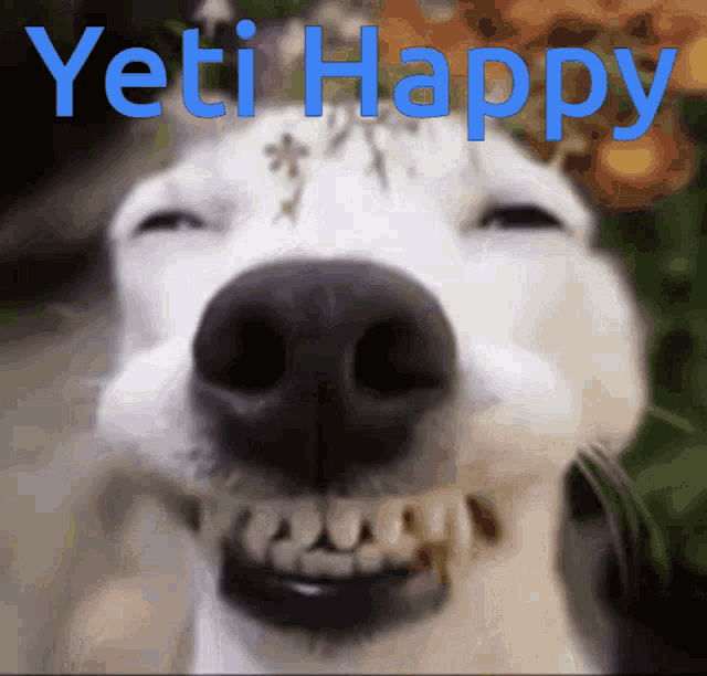 Yeti Happy GIF - Yeti Happy Dog GIFs
