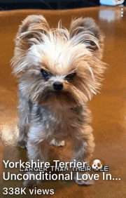 a picture of a yorkshire terrier with a caption that says unconditional love in