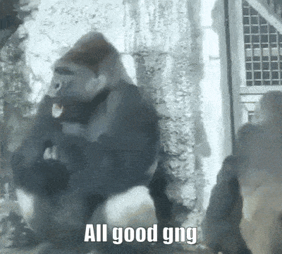 a gorilla is sitting on a rock with the words `` all good gng '' written on the bottom .