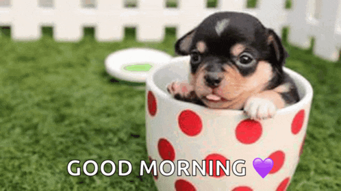 a small puppy is sticking its tongue out of a polka dot coffee cup .