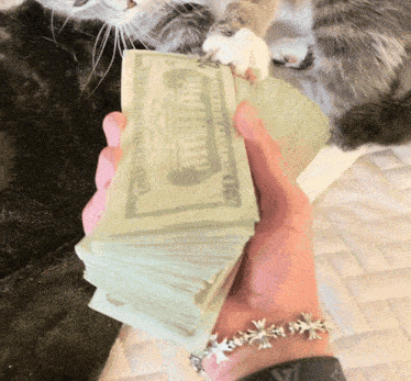 a person is holding a stack of 10 dollar bills in front of a cat