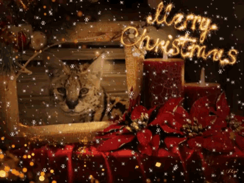 a picture of a cat with candles and a merry christmas sign