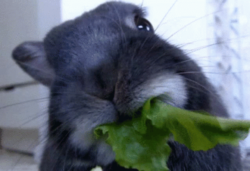 Rabbit Eating GIF - Rabbit Eating GIFs