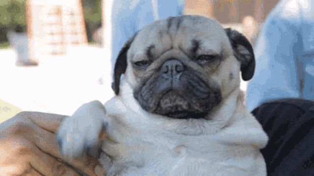 a pug dog is being held by a person and looks tired