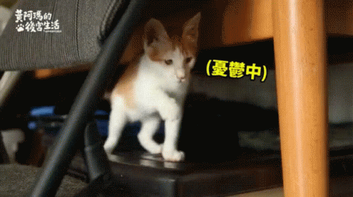 貓貓好憂鬱 A Depressed Cat GIF - Keai Cat貓 GIFs