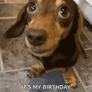 a dachshund puppy is standing on a tiled floor and looking at the camera .