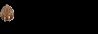 a drawing of a sheep on a black background .