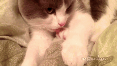 a gray and white cat laying on a bed licking its paws