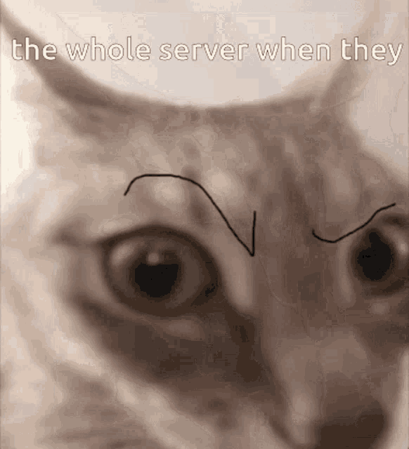 a close up of a cat with the words " the whole server when they " written above it