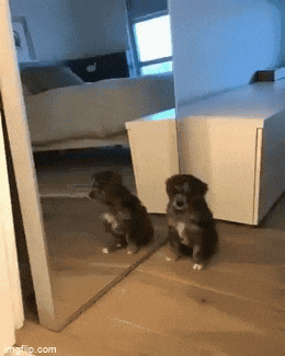 a dog is sitting in front of a mirror and looking at itself