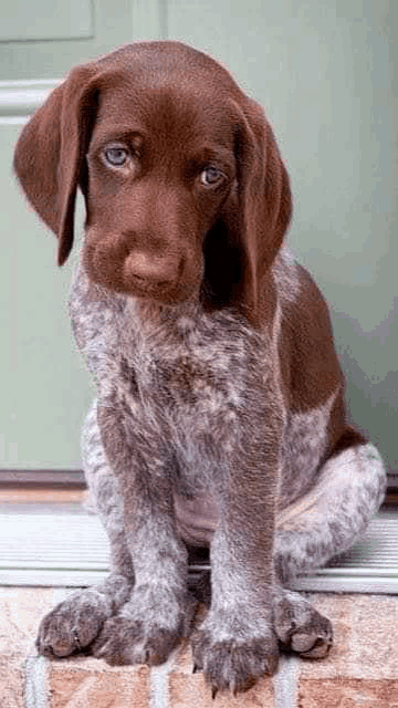 a brown and white puppy is sitting on a brick sidewalk .