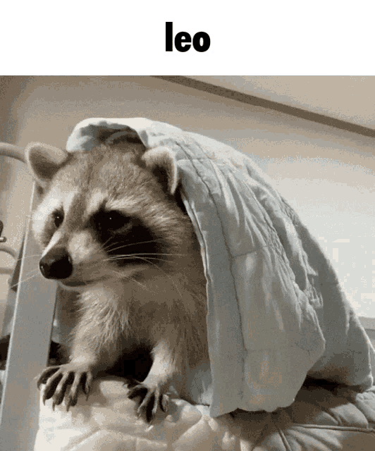 a raccoon is wrapped in a blue blanket and the word leo is on the bottom
