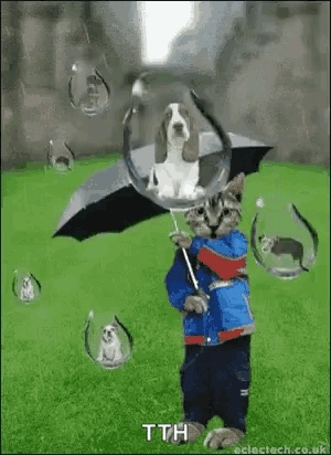 a cat with an umbrella and a dog in a bubble says tth