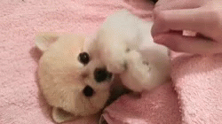 Puppy GIF - Puppy GIFs