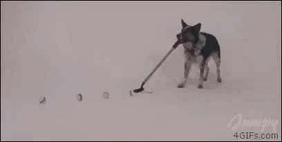Dog Putts GIF - Dog Putts Golf GIFs