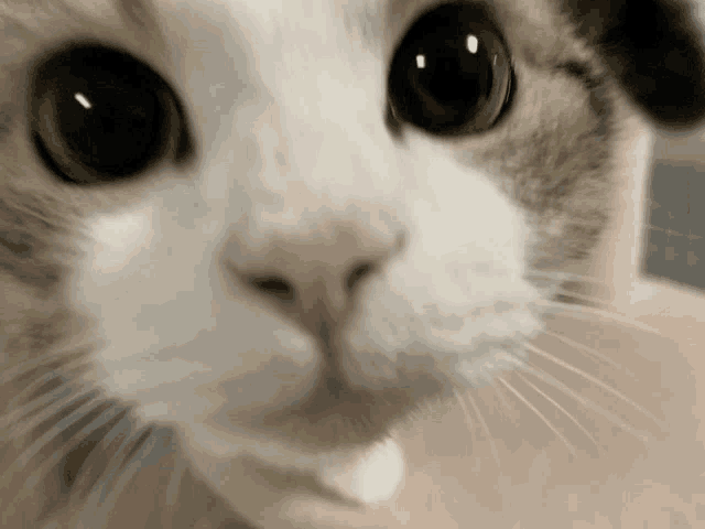 a close up of a cat 's face with big eyes