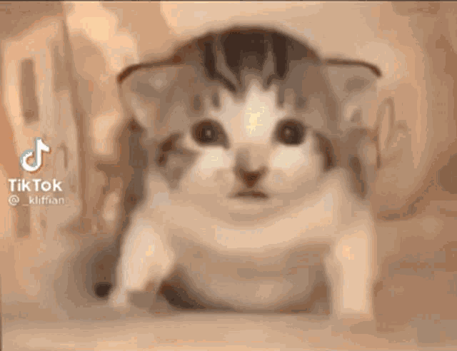 a kitten is sitting on a table and looking at the camera with a surprised look on its face .