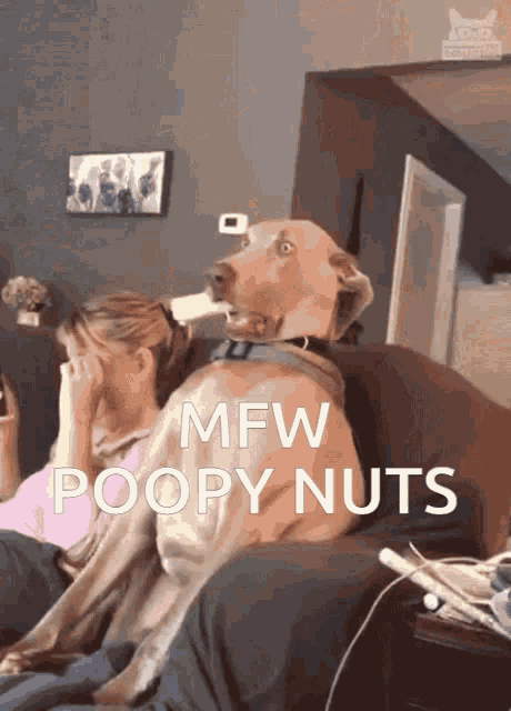 a dog sitting on a couch with the words mfw poopy nuts