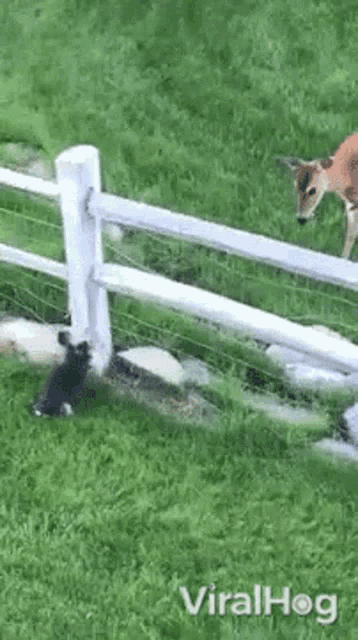 a deer and a rabbit are standing next to a fence in a grassy field .