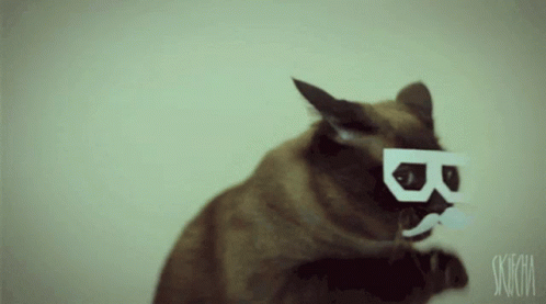 Cat Silly GIF - Cat Silly Dance GIFs
