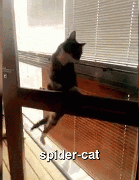 Kitty Pullups GIF - Cat Pull Ups Spider Cat GIFs