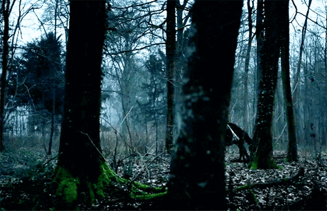 a dark forest with a few trees with moss on them