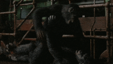 Planet Of The Apes Caesar GIF - Planet Of The Apes Caesar Koba GIFs