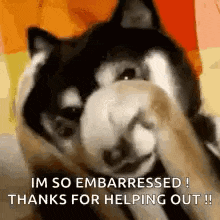 a husky dog is covering its face with its paw while being held by a person .