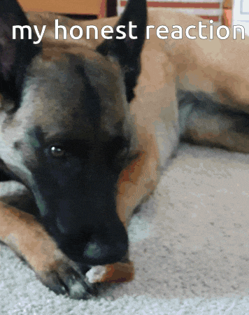 a dog laying on the floor with the words " my honest reaction " on the bottom