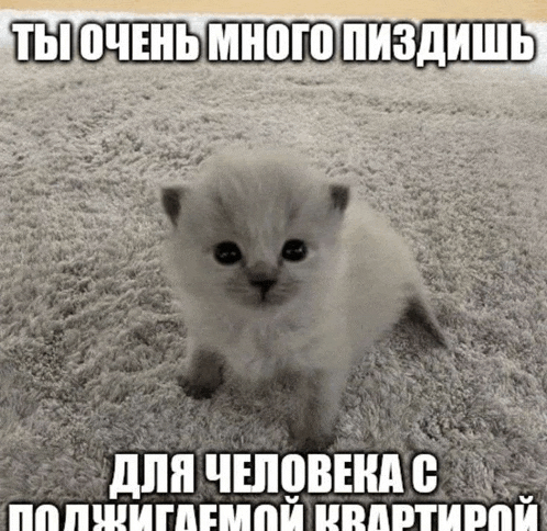 a small kitten is sitting on a carpet with a caption in a foreign language