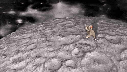 a cat standing on top of a rocky hill in space