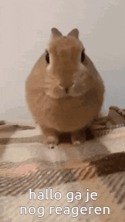 a rabbit is sitting on a blanket with the words hallo ga je nog reageren above it