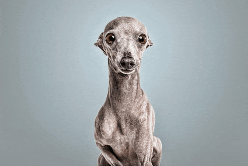 a small grey dog is looking at the camera with a serious look on its face