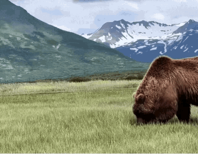 Kodiak Bear Grizzly Bear GIF - Kodiak Bear Grizzly Bear Bear GIFs