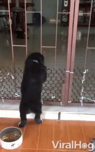 Pet Fence Fence GIF - Pet Fence Fence Reaching Out GIFs