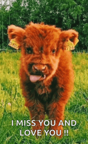 a brown cow puppy sticking its tongue out in a grassy field .