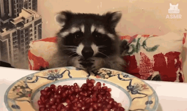 Raccoon Eating Pomegranate Hungry GIF - Raccoon Eating Pomegranate Hungry Eating GIFs